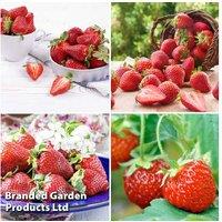 All Season Strawberry Plants - Hardy, High-Yielding Fruit Collection (20 or 40 Plants)