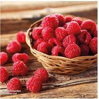 Raspberry Growers Choice - Hardy Fruit Bushes for UK Gardens