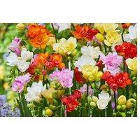Freesia 'Double Mix' Flowering Bulbs - 50 or 100 Scented Blooms