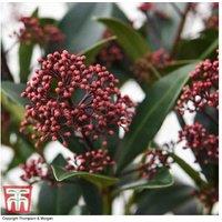 Skimmia japonica 'Rubella' Evergreen Flowering Shrub - 1, 2 or 3 Plants