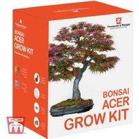 Bonsai Acer Adventure: Japanese Maple Kit