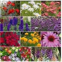 Rainbow Perennial Flowering Plants Collection - 60 or 120 Hardy Varieties