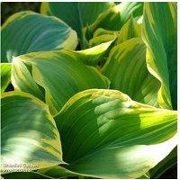 Decorative Hosta Perennial Collection - Hardy, Shade-Loving Foliage Plants (3 or 6 Bare Roots)