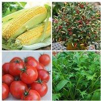 Lucky Dip Garden Seed Packets - Up To 50 Varieties!