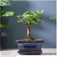Carmona Bonsai Tree - Indoor Flowering, 30cm Mature, Ceramic Pot