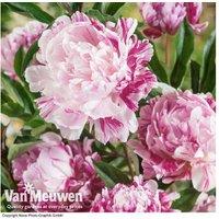 Peony 'Candy Stripe' Flowering Perennial