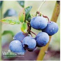 Potted Blueberry Shrub Collection - Fruit-Bearing, Hardy, Patio-Ready