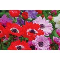 425 Mixed Spring Flowering Bulbs - Vibrant Perennial Collection