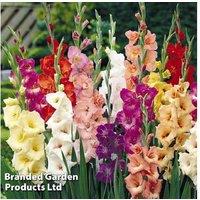 Gladioli Mixed Flowering Bulbs - Vibrant Perennial for Borders & Bouquets