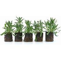 Fragrant Lavender Plug Plants - Evergreen Flowering Shrub, Jumbo Size