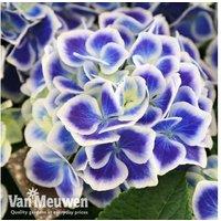 Hydrangea Bicolor Bavaria Shrubs - Up to 3 Plants