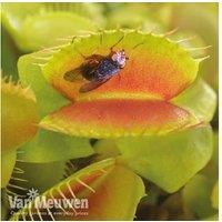 Venus Fly Trap Plants - Carnivorous, 9Cm Pot