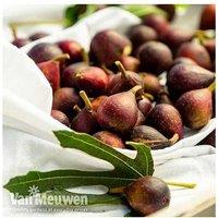 Little Miss Figgy Compact Patio Fig Tree - Sweet Fruit, Easy Care