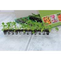 Lobelia 'Cascade Improved Mixed' - Flowering Annual Plug Plants for Hanging Baskets & Containers