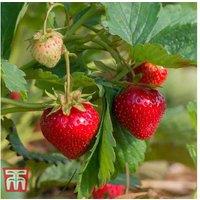 Strawberry 'Cambridge Favourite' Plants - Mid-Season Fruit, Up to 20 Bare Root Crowns
