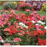Garden Ready Geranium 'Jackpot Mixed' Bedding Plants - Flowering Annuals, 40cm Height