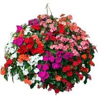 Busy Lizzie 'Beacon Mix' Bedding Plants - 30 or 60 Pack