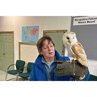 90-Min Owl Handling and Flying Experience - For Up To 2 - Shropshire Falconry, Shrewsbury