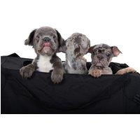 Dog Photoshoot - Two Prints - Nottingham