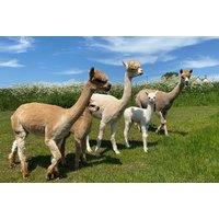 Baby Alpaca Feeding Experience For 1 Or 2 - Charnwood Forest