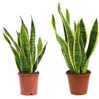 Snake Plant Houseplants - Air-Purifying Marvel