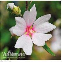 Lavatera Barnsley Baby - Compact Flowering Shrub