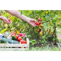 Online Vegetable Gardening Course with CPD Certification