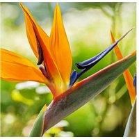 Up To 3 Bird Of Paradise Potted Plants