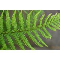 Thriving Shuttlecock Fern Trio - Hardy Perennial