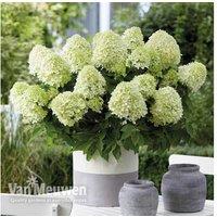 Hydrangea paniculata 'Little Spooky' Dwarf Flowering Shrub - 1 or 2 Plants