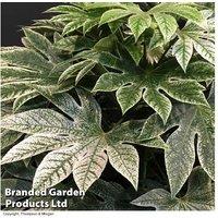 Fatsia japonica 'Spider's Web' - Evergreen Shrub