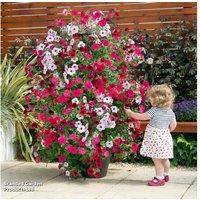 Black & Gold Trellis Tower Plant Pot