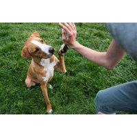 Online Dog Training Course with Janets - Master Puppy Training from Home