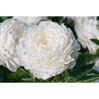 Mixed Peony Perennial Plants - Flowering Shrub Trio or Six-Pack