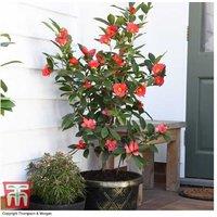 Camellia '1001 Summer Nights' Jasmine - Evergreen Flowering Shrub