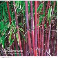 Red Bamboo 'Asian Wonder' - Clump-Forming Ornamental Plant, 3M Tall