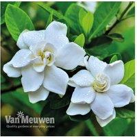 Gardenia 'Crown Jewels' Flowering Shrub