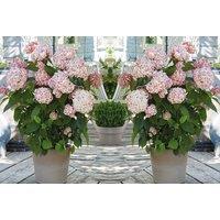 1 Or 2 Hydrangea 'Candybelle Bubblegum' Plants