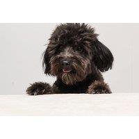 Pet Photoshoot & 3 Prints - Photo Stoke - Stoke-On-Trent