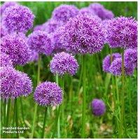 Allium 'Purple Sensation' Flowering Bulbs - Perennial, Drought-Tolerant, 90cm Tall