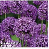 210 Mixed Allium Bulb Collection - Flowering Perennial Bulbs for Borders & Containers
