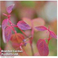 Katsura Tree Plants - Colour-Changing Foliage
