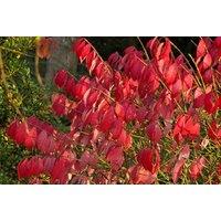 Cornus Sanguinea 'Winter Flame' Deciduous Shrub - Vibrant Winter Colour, 9cm Pots