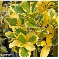 Holly 'Golden King' Standard Tree - Evergreen, Variegated, 75cm, Female