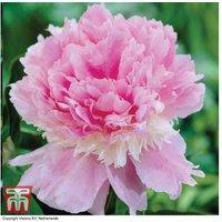 Peony 'Eden's Perfume' - Fragrant Flowering Perennial Plant