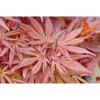 2 Or 4 Japanese Acer Palmatum Plants