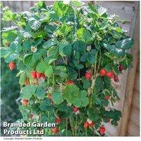 Strawberry 'Mount Everest' Climbing Plant - 5 or 10 Bare Root Runners