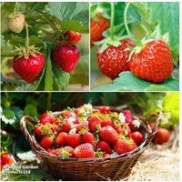Strawberry Full Season Collection - 15 or 30 Fruit Plants