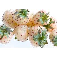 'Snow White' Anablanca Strawberries - 6 Or 12 Plants