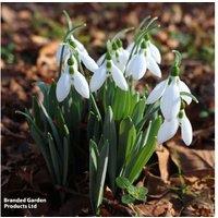 Giant Snowdrop Bulbs (Galanthus elwesii) - Hardy Spring Flowering Perennial